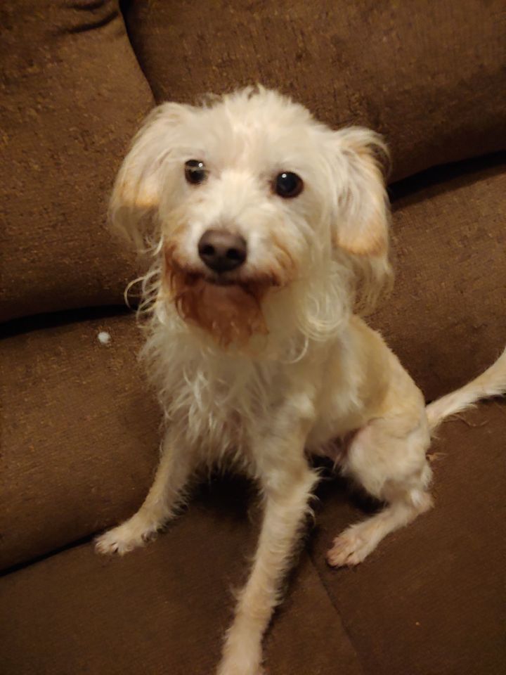 Ducky Southern Souls Rescue Harlem GA