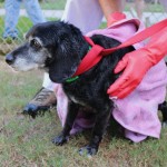 Adoptable (Official) Georgia Dogs for January 12, 2021