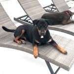 Adoptable (Official) Georgia Dogs for January 25, 2021