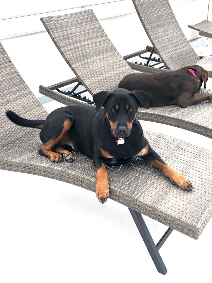 Foster Rottstars Rescue