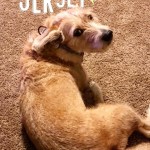 Adoptable (Official) Georgia Dogs for January 28, 2021