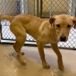 Adoptable (Official) Georgia Dogs for January 22, 2021