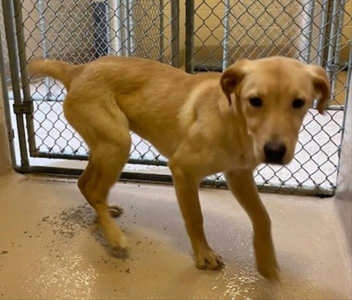 Kia Gwinnett County Animal Shelter