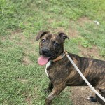 Adoptable (Official) Georgia Dogs for August 25, 2020