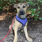 Adoptable (Official) Georgia Dogs for January 4, 2021