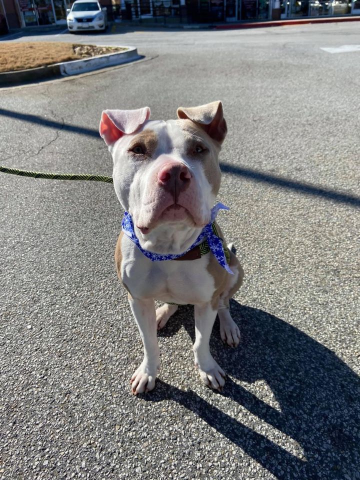 Nash Evelyns Place Rescue Gainesville GA