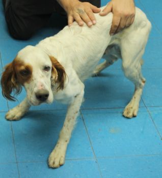 Newton Bainbridge Decatur County Humane Society