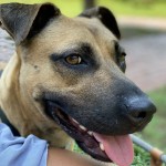 Adoptable (Official) Georgia Dogs for January 19, 2021