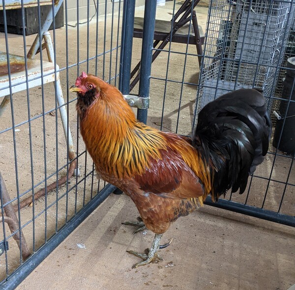 Rooster Funny Looking Dog Newton County Animal Control