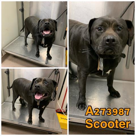 Scooter Macon Bibb County Animal Welfare
