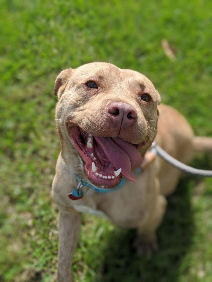 Teddy Animal Rescue Foundation Milledgeville