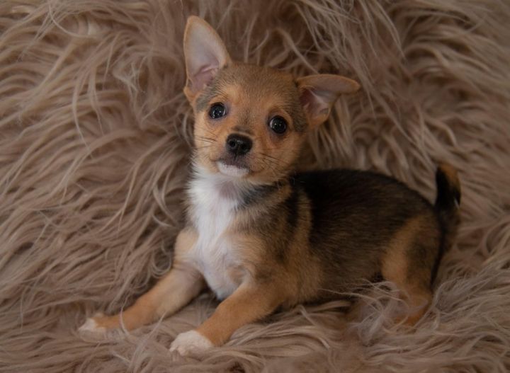 Tostada Dolly Goodpuppy Society