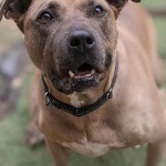 Adoptable (Official) Georgia Dogs for January 13, 2021