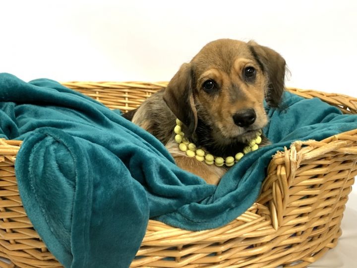 Willow Dolly Goodpuppy Society
