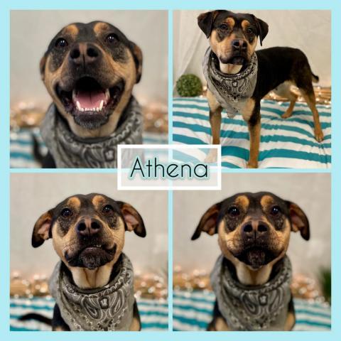 Athena Etowah Valley Humane Society