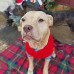 Adoptable (Official) Georgia Dogs for February 2, 2021