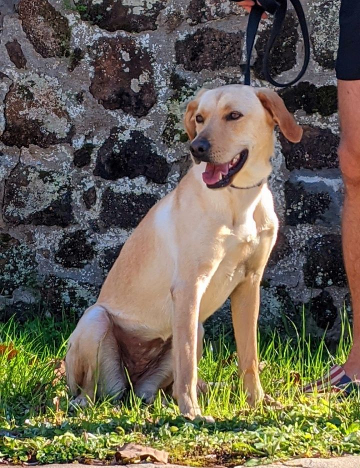 Bella Tri County Rescue GA