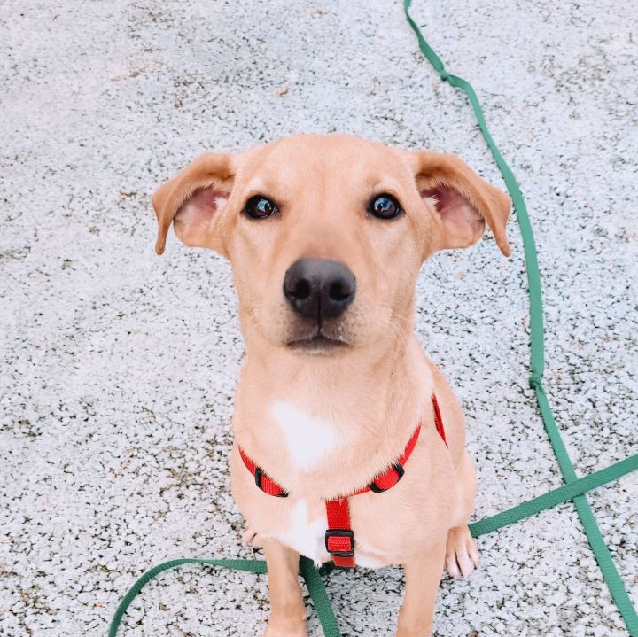 Blondie Tri County Rescue GA