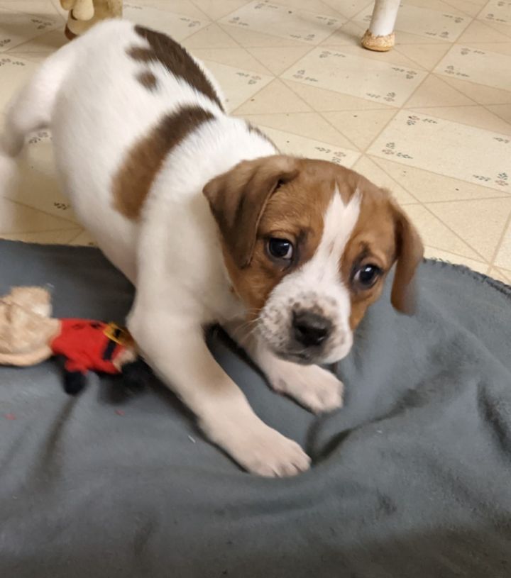 Buzz Furever After Rescue Macon GA