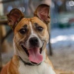 Adoptable (Official) Georgia Dogs for February 15, 2021