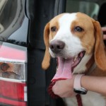 Adoptable (Official) Georgia Dogs for February 24, 2021