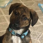Adoptable (Official) Georgia Dogs for February 12, 2021