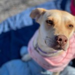 Adoptable (Official) Georgia Dogs for February 18, 2021