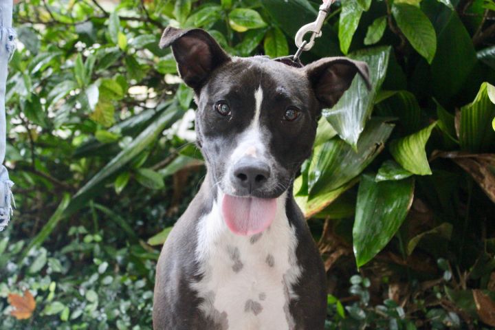 Doyle Humane Society South Coastal Georgia