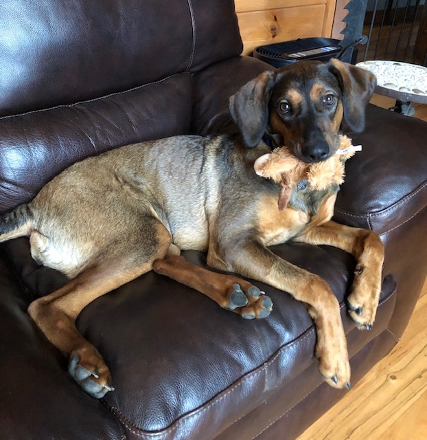 Gigi Priceless Pooch Rescue