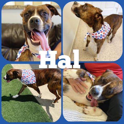 Hal Etowah Valley Humane Society