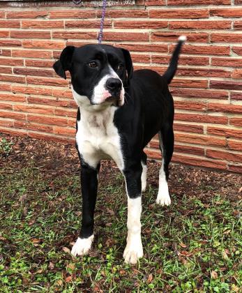 Hardy Moultrie Colquitt County Humane Society