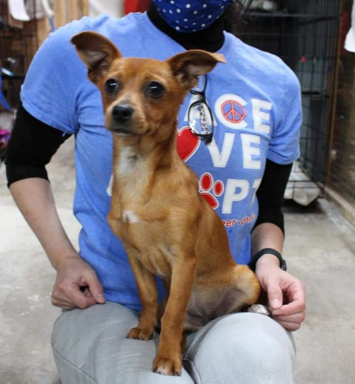 Kinako Humane Society Houston County