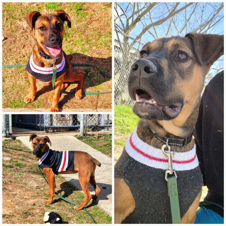 Lambchop Tri County Rescue GA