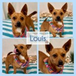 Adoptable (Official) Georgia Dogs for February 4, 2021