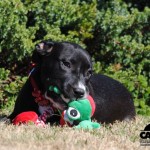 Adoptable (Official) Georgia Dogs for February 1, 2021