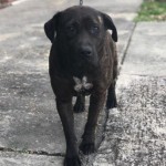 Adoptable (Official) Georgia Dogs for February 26, 2021