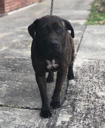 Merideth Moultrie Colquitt County Humane Society