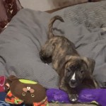 Adoptable (Official) Georgia Dogs for February 16, 2021