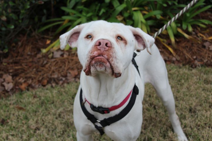 Opal Humane Society South Coastal Georgia