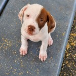 Adoptable (Official) Georgia Dogs for February 25, 2021