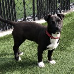 Adoptable (Official) Georgia Dogs for February 19, 2021
