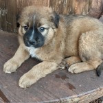 Adoptable (Official) Georgia Dogs for February 22, 2021