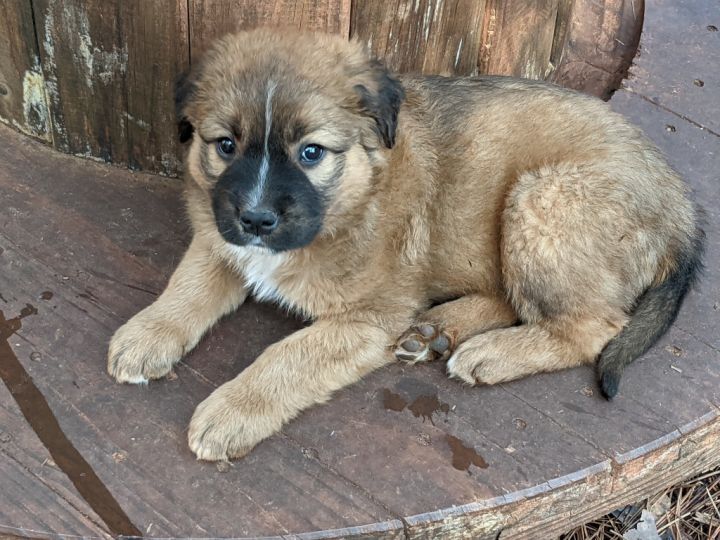 Razzle Furever After Rescue Macon GA