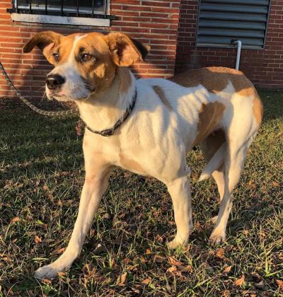 Rhonda Moultrie Colquitt County Humane Society