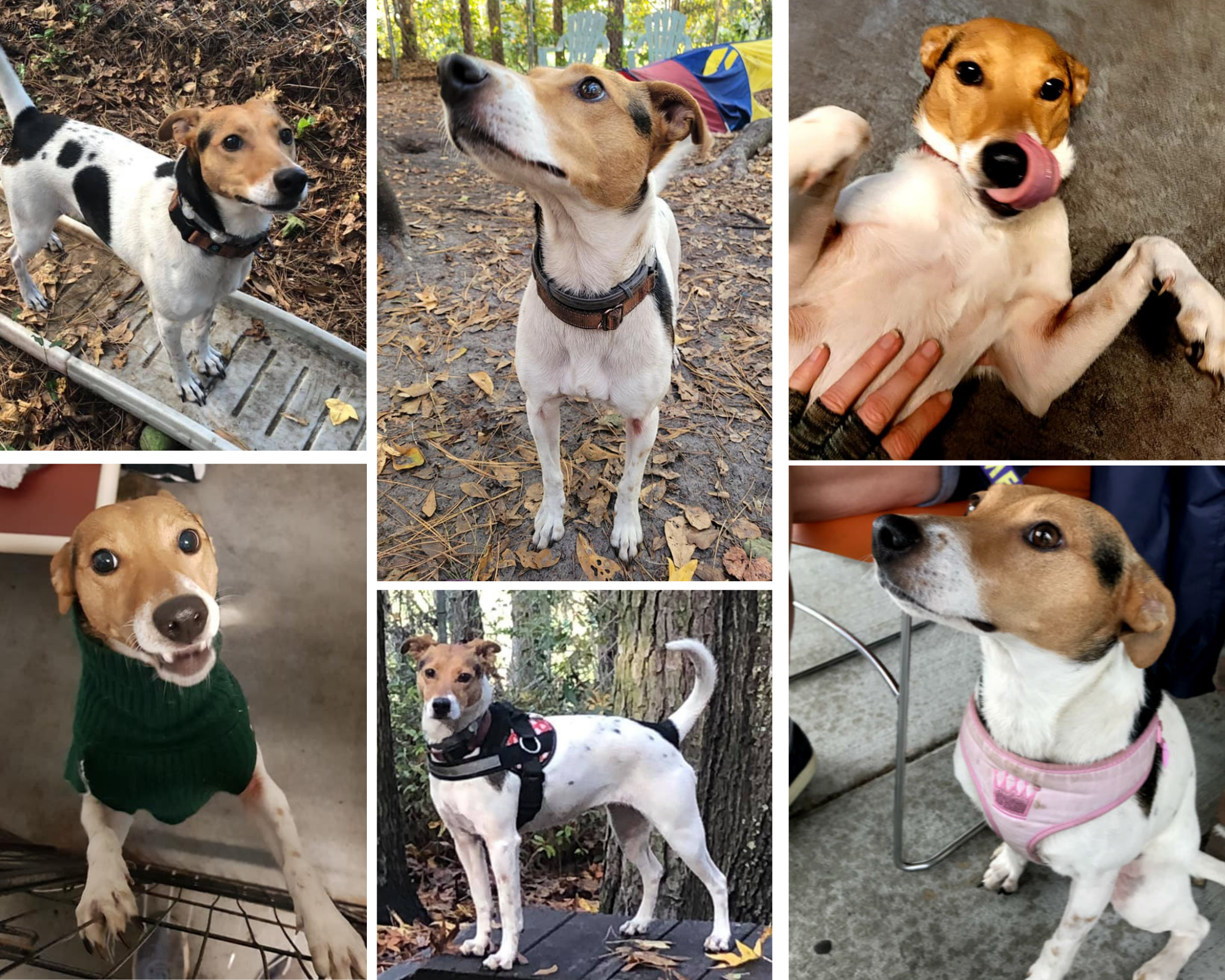 Rosita Coastal Pet Rescue Savannah