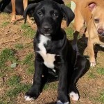 Adoptable (Official) Georgia Dogs for February 8, 2021