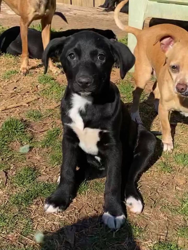 Sally Danas Dog House Rescue