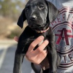 Adoptable (Official) Georgia Dogs for February 11, 2021