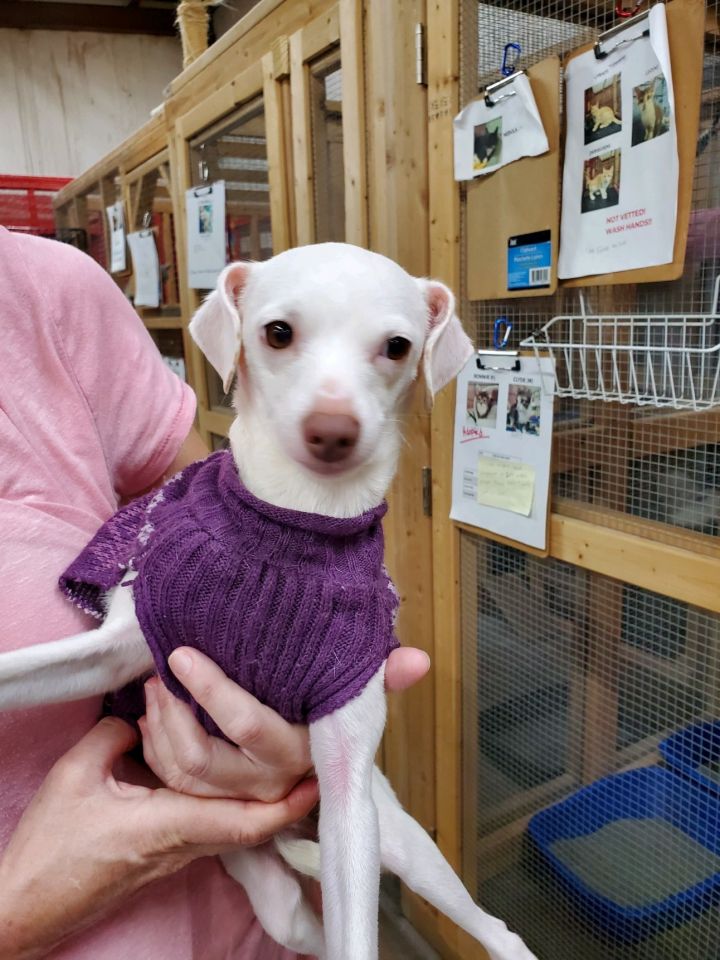 Snow Humane Society Houston County