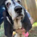 Adoptable (Official) Georgia Dogs for February 10, 2021